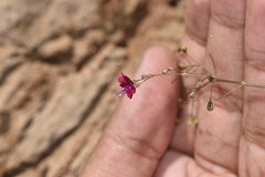 Boerhavia gracillima