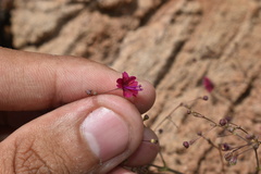 Boerhavia gracillima