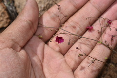 Boerhavia gracillima