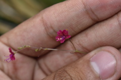 Boerhavia gracillima