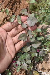 Boerhavia gracillima