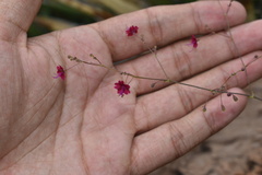 Boerhavia gracillima