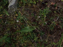 Euphrasia hudsoniana