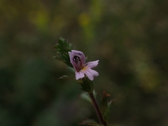 Euphrasia hudsoniana