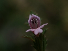 Euphrasia hudsoniana
