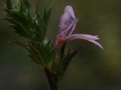 Euphrasia hudsoniana
