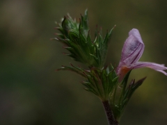 Euphrasia hudsoniana