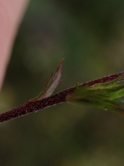 Euphrasia hudsoniana