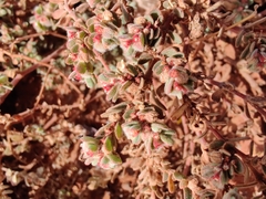 Euphorbia australis