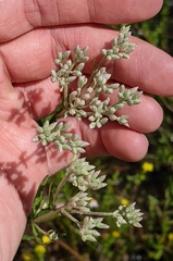 Eupatorium novae-angliae