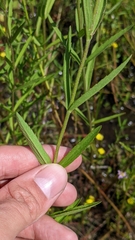 Eupatorium novae-angliae