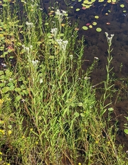 Eupatorium novae-angliae