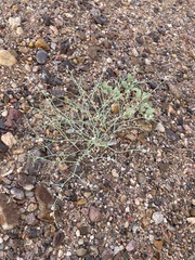 Eriogonum rotundifolium