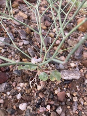 Eriogonum rotundifolium