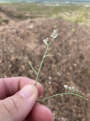 Eriogonum rotundifolium