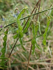 Desmodium canescens