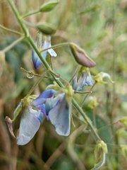 Desmodium canescens