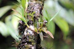 Maxillaria acuminata
