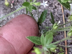 Allophyllum integrifolium