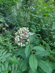 Asclepias similis