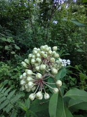 Asclepias similis