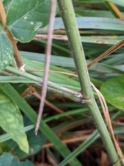 Desmodium canescens
