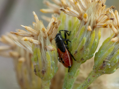 Melanopleurus belfragei