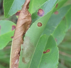Filatima serotinella