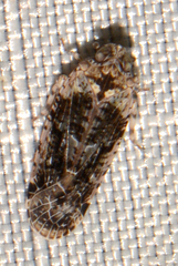 Catonia nava