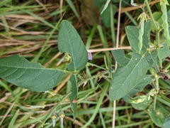 Desmodium canescens