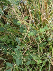 Desmodium canescens