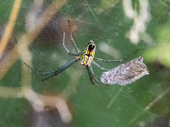 Mecynogea lemniscata