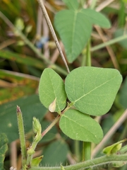 Desmodium canescens