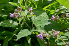 Mirabilis violacea