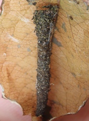 Filatima serotinella