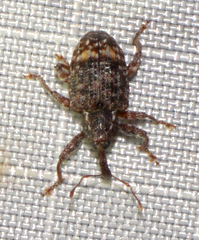 Conotrachelus elegans