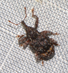 Conotrachelus elegans