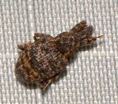 Conotrachelus elegans