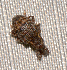 Conotrachelus elegans