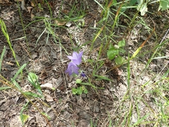 Campanula petiolata