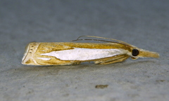 Crambus watsonellus