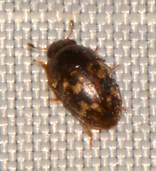 Cryptarcha strigatula