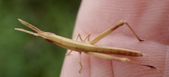 Achurum carinatum