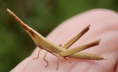 Achurum carinatum