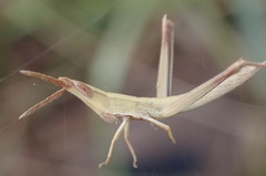 Achurum carinatum