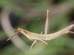Achurum carinatum