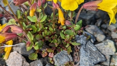 Erythranthe caespitosa