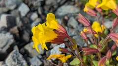 Erythranthe caespitosa