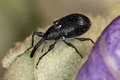 Curculionidae