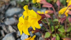 Erythranthe caespitosa